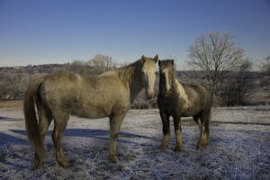 Dearne River Winter Horses